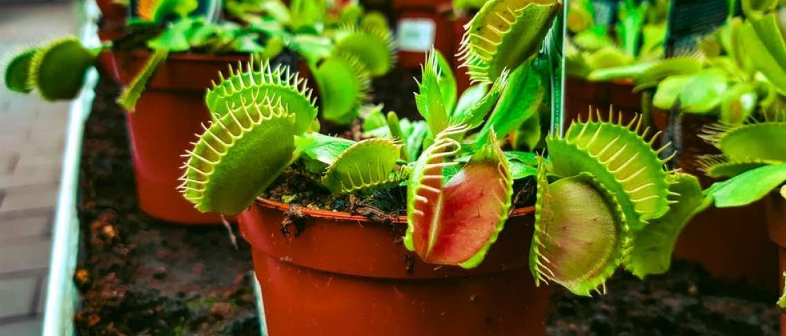 5 piante predatorie di insetti rendono la tua casa pulita e sana