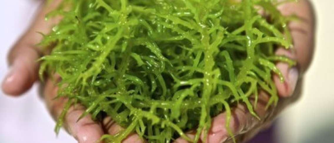 Ефикасността на Спирулина синьо-зелените водорасли за здраве