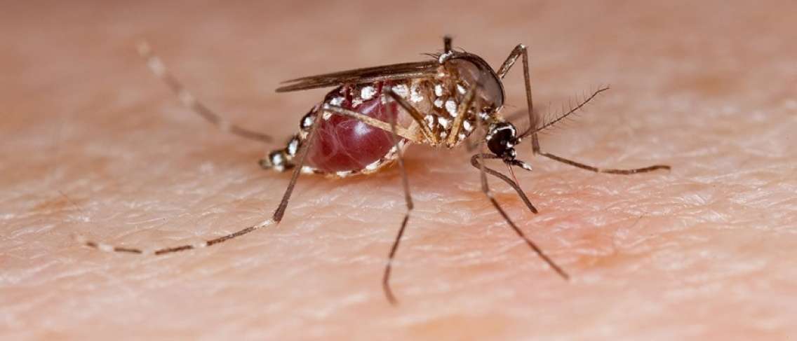 Hati-hati, Telur Nyamuk Aedes aegypti Boleh Bertahan Bulan dalam Keadaan Kering!