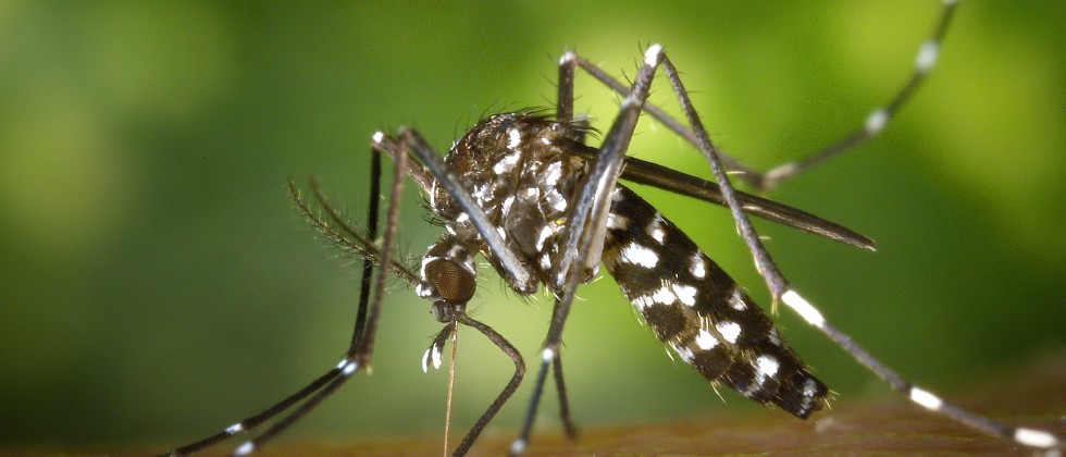 Mengapa Hanya Nyamuk Aedes Aegypti Menghantar DHF?