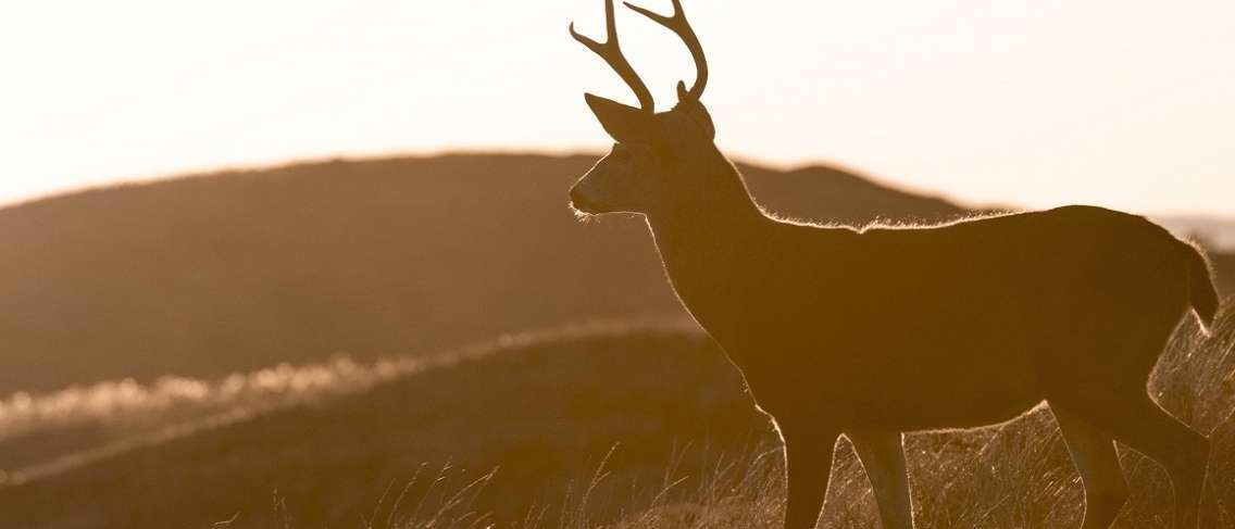 Hati-hati Virus 'Zombie Deer' Dapat Menyebarkan kepada Manusia