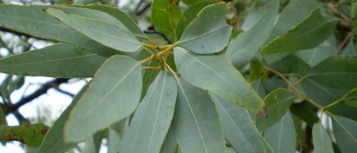 Eucalyptus Viral sebagai Antivirus Covid-19, Apa Faedahnya?