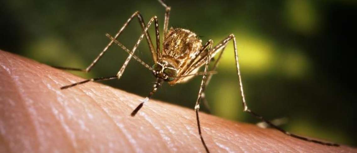 Ensefalitis Jepun, Penyakit Berbahaya yang Menular Melalui Nyamuk