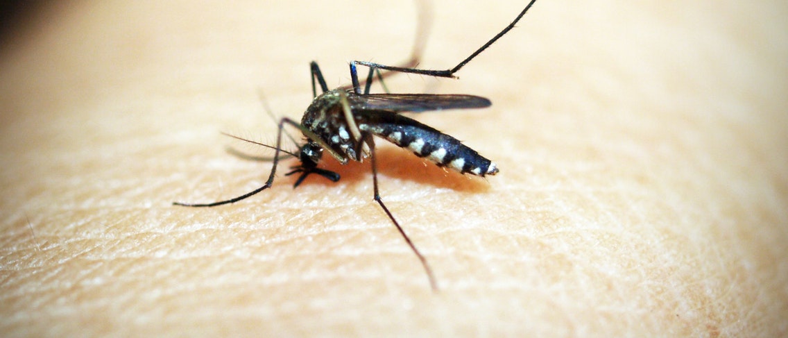 Anneler, Bebeklerde ve Küçük Çocuklarda Chikungunya Belirtilerine Dikkat!