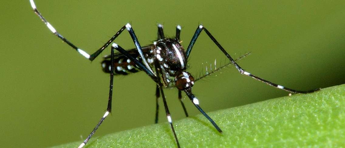 Bahaya, berikut adalah 3 jenis nyamuk mematikan yang perlu anda ketahui!